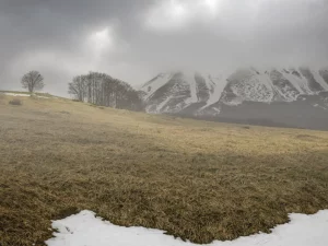 Immagine per La silente anarchia della natura